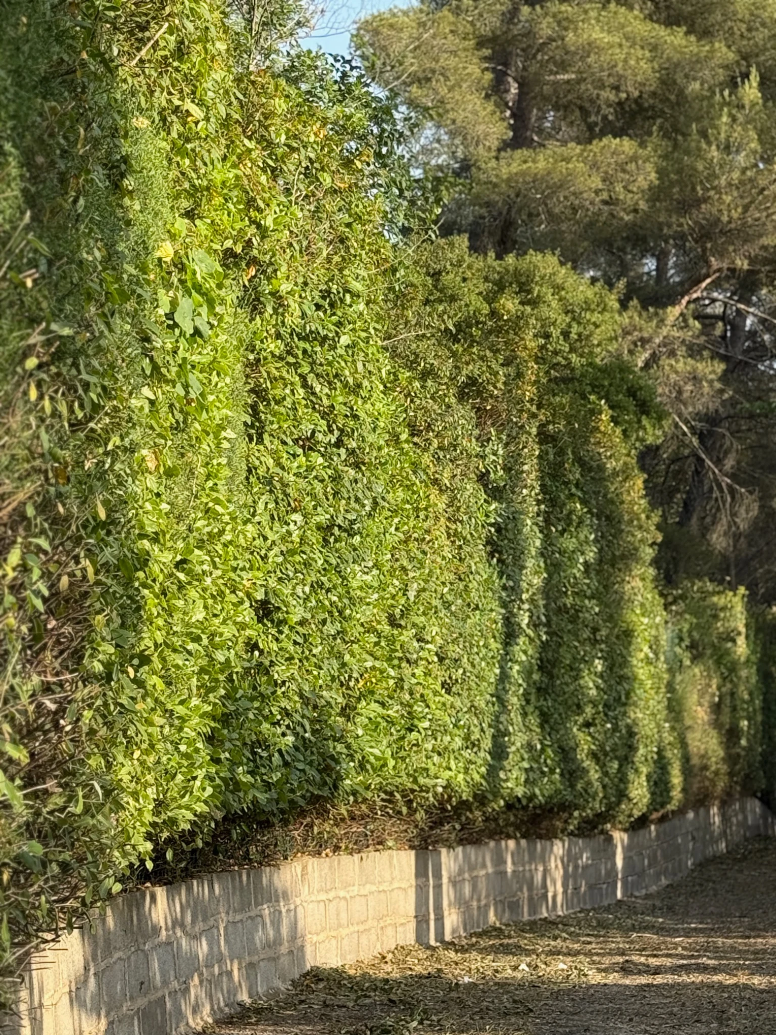 Conception paysagère et aménagement de jardin par Lemaire Environnement